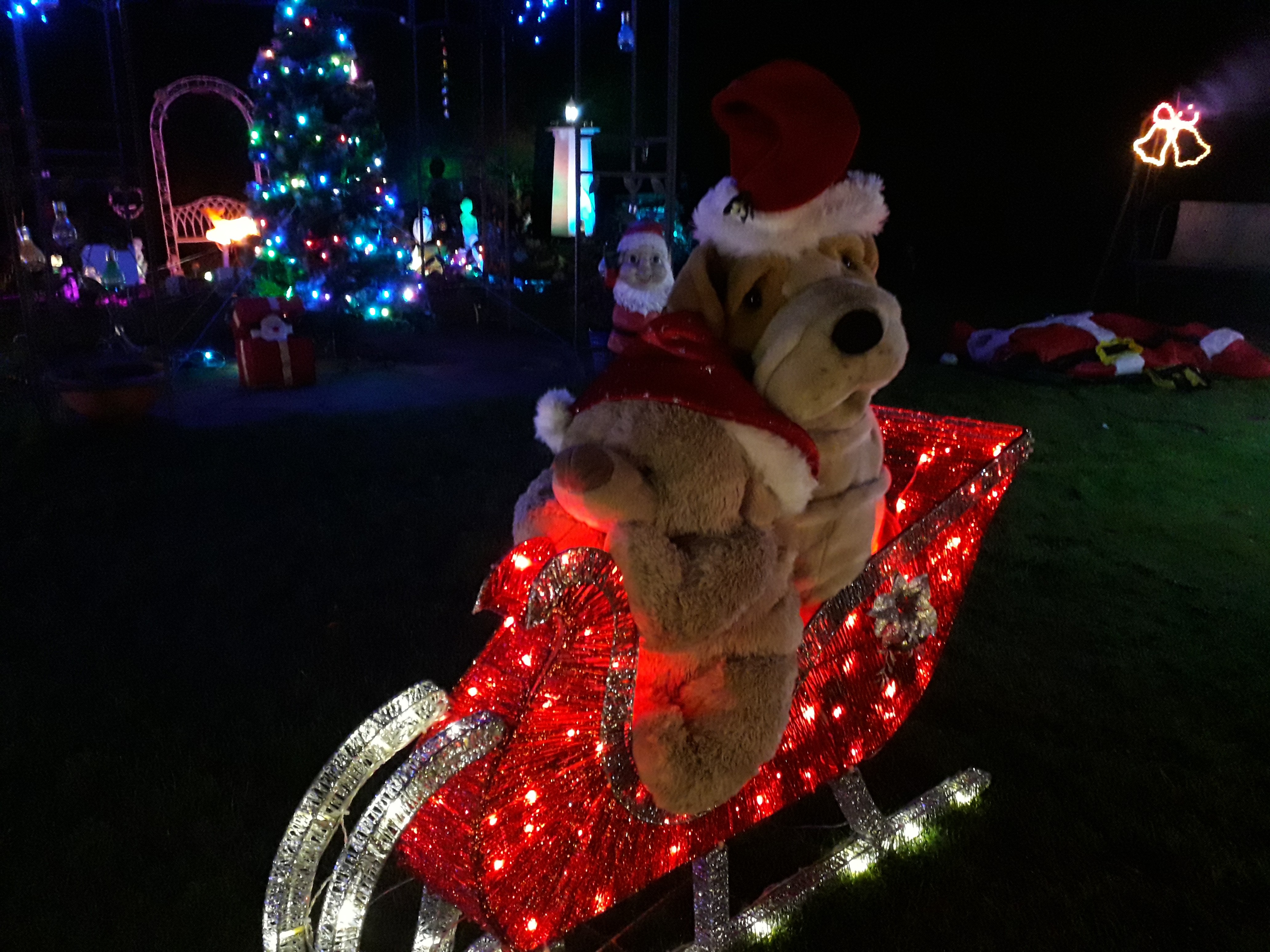 Christine Gregory, the author of ‘The Antics of Mrs Paws’ Hosted her Annual Christmas light BBQ