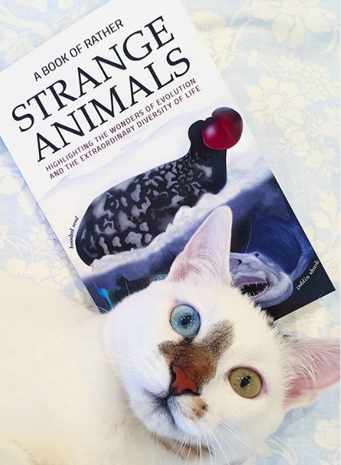 A Book of Rather Strange Animals gets featured on Instagram