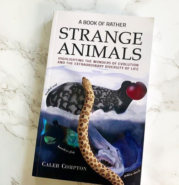 Zoo Educator Zowie Featured A Book of Rather Strange Animals by Caleb Compton on Her Instagram Account