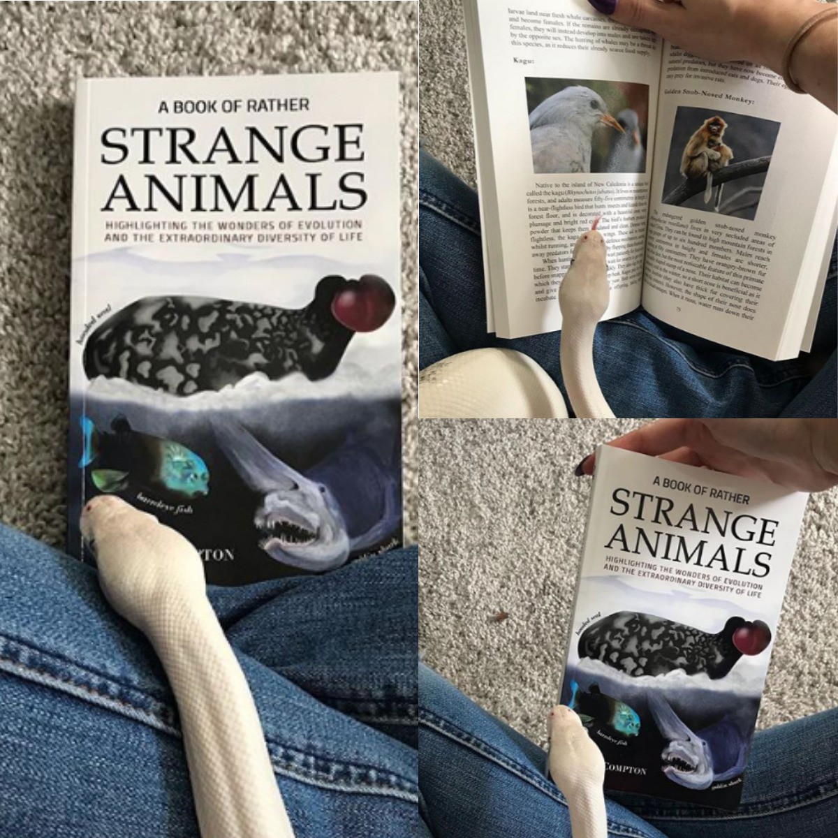 Instagram Account Opal The Ball Python(Opal_Escent) Featured A Book of Rather Strange Animals